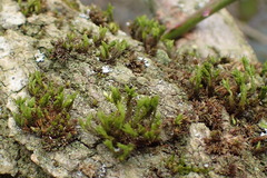 Cryphaea heteromalla