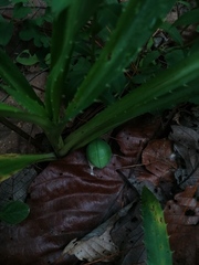 Passiflora karwinskii