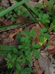 Passiflora karwinskii
