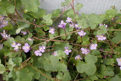 Cymbalaria muralis
