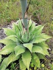 Agave potatorum