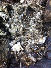 Alosa pseudoharengus