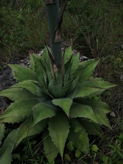Agave potatorum