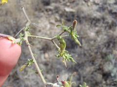 Melolobium microphyllum