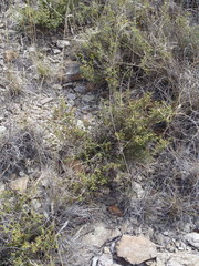 Melolobium microphyllum