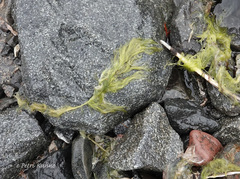 Cladophora glomerata