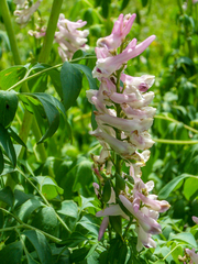 Corydalis caseana brandegeei