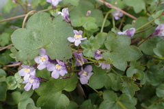 Cymbalaria muralis