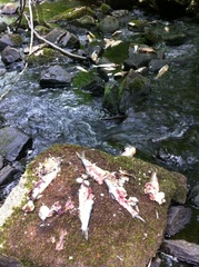 Alosa pseudoharengus