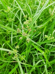 Cyperus fuscus
