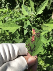 Norvellina chenopodii