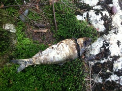 Alosa pseudoharengus