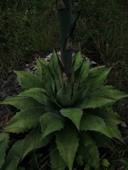 Agave potatorum