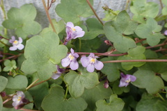 Cymbalaria muralis