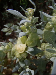 Atriplex lindleyi inflata
