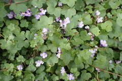 Cymbalaria muralis