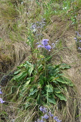 Limonium tomentellum