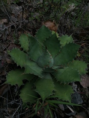 Agave potatorum