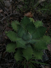Agave potatorum