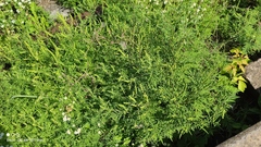Ambrosia artemisiifolia