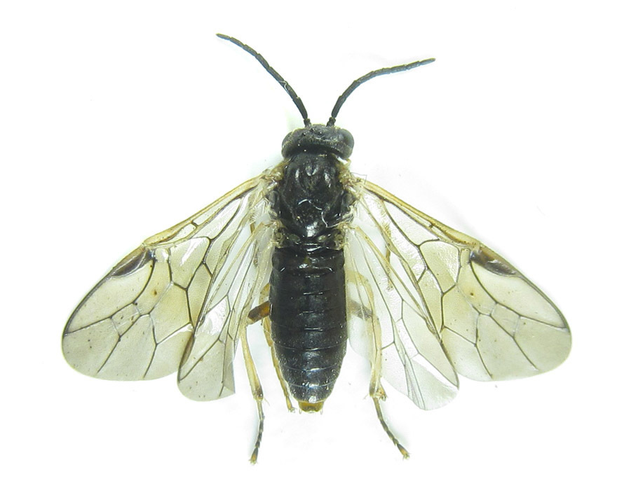 Pristiphora angulata