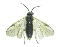 Pristiphora angulata