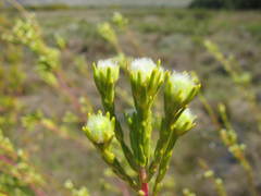 Leucadendron corymbosum