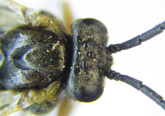 Pristiphora angulata