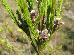Leucadendron corymbosum