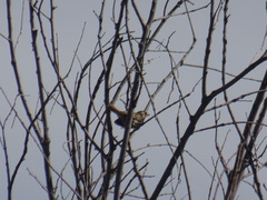 Passer hispaniolensis