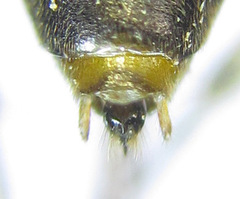 Pristiphora angulata