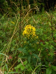 Solidago virgaurea taurica