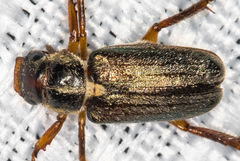 Dichelonyx pusilla