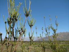 Leucadendron corymbosum