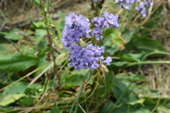 Limonium tomentellum