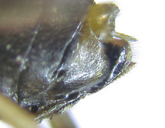 Pristiphora angulata