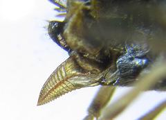 Pristiphora angulata