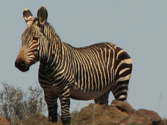 Equus zebra zebra