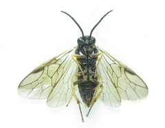 Pristiphora angulata