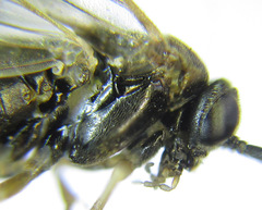 Pristiphora angulata