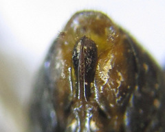 Pristiphora angulata