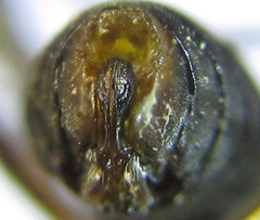 Pristiphora angulata