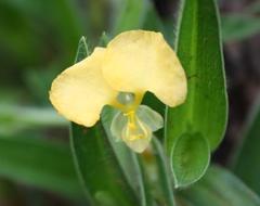 Commelina africana krebsiana
