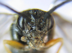 Pristiphora angulata