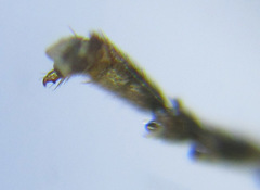 Pristiphora angulata