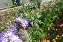 Bombus crotchii