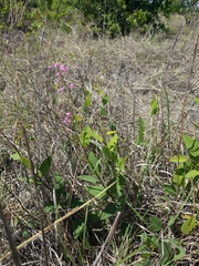 Desmodium psilophyllum