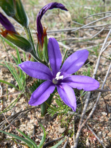 Babiana leipoldtii