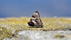 Brangas torfrida
