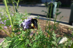 Bombus crotchii